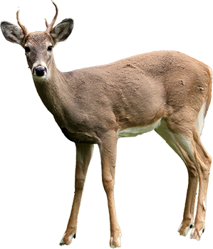 A deer